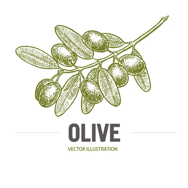 Оливковая ветвь с наброском оливок. Логотип оливковой ветви. Оливки ручной работы изолированные, винтажные оливковое дерево с листьями над. Итальянская кухня. — стоковый вектор