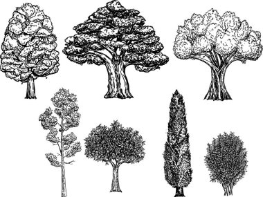 Farklı türde ağaç koleksiyonu. Beyaz arkaplanda vektör çizimi izole edildi. Ağaçların eli çizilmiş Sketch çizimi.