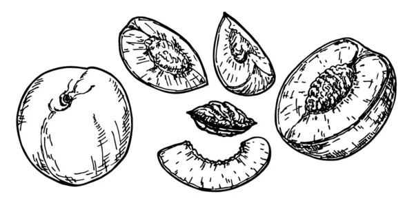 Ручний намальований стиль ескізу персиковий фруктовий набір. Урожай екологічної їжі Векторні ілюстрації. Витерти весь персиковий і персиковий чверть. Білий фон — стоковий вектор