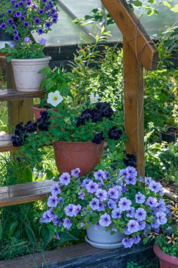 Bahçedeki merdivenlerde parlak çiçekler