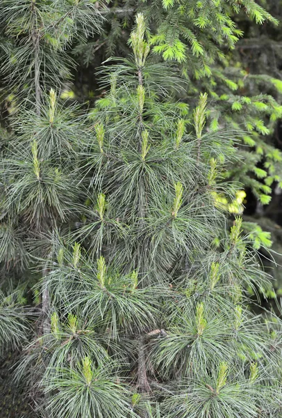 Cedar Green New Sprouts Tree — Stock Photo, Image