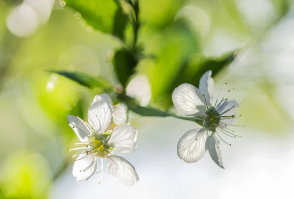 Şeffaf bir arkaplanda beyaz çiçekler. Kiraz çiçekleri.