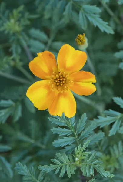 Yeşil arka planda kırmızı ile sarı çiçek