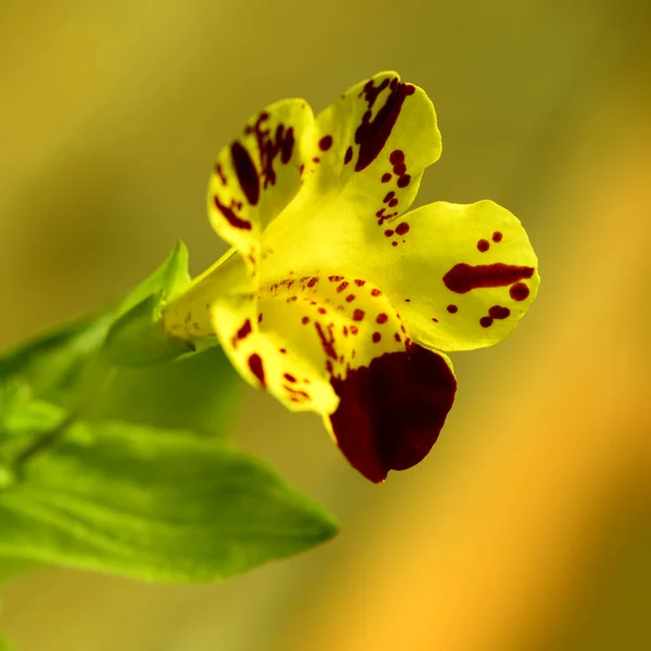 Sarı arka planda kırmızı ile sarı çiçek