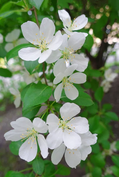 Yeşil yapraklı beyaz çiçekler
