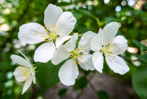 Yeşil yapraklı beyaz çiçekler