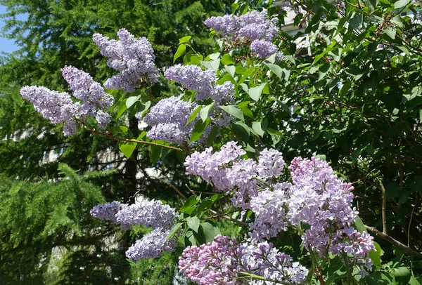 Yeşil yapraklı arkaplanda leylak çiçekleri