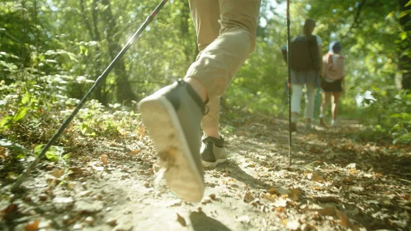 Grup yürüyüşçü sırt çantaları ve düşünce orman yürüyüş sopa ile