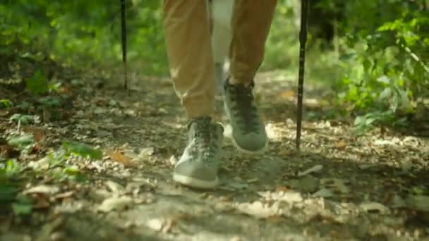 Kelompok pendaki dengan ransel dan tongkat berjalan di hutan — Stok Video
