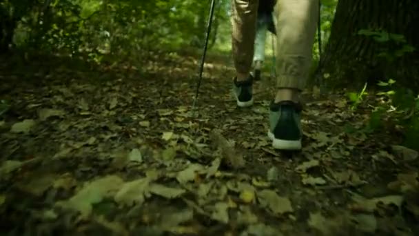 Groupe de randonneurs avec sacs à dos et bâtons marchant dans la forêt — Video