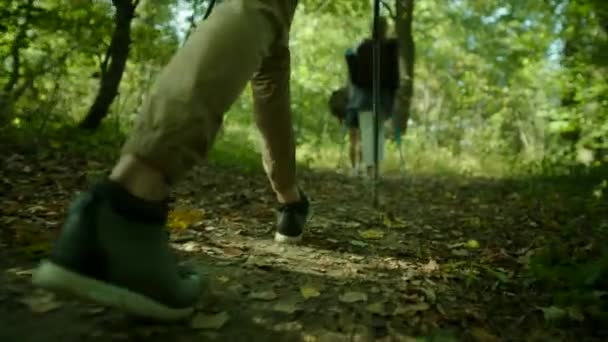 Gruppo di escursionisti con zaini e bastoni che camminano nella foresta — Video Stock