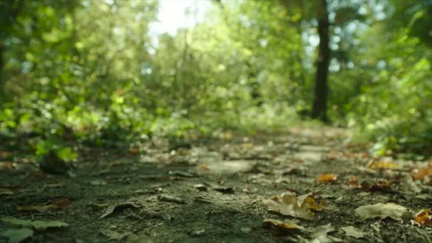 Groep wandelaars met rugzakken en stokken wandelen in het woud — Stockvideo