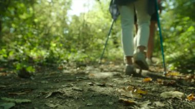 Grup yürüyüşçü sırt çantaları ve ormanda yürüyüş sopa ile