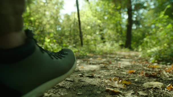 Escursioni uomo nella foresta con zaino e bastoni da passeggio al tramonto — Video Stock