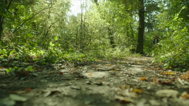 Mann wandert mit Rucksack und Wanderstöcken im Wald bei Sonnenuntergang — Stockvideo