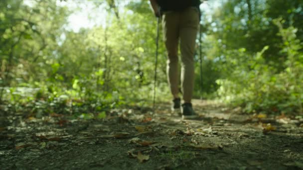 Senderismo de hombre en el bosque con mochila y bastones al atardecer — Vídeos de Stock