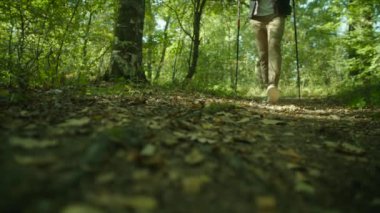 Adam sırt çantası ve baston ile ormanda günbatımı üzerinde hiking