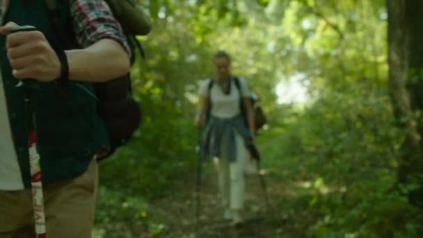 Groep wandelaars met rugzakken en stokken wandelen in het woud — Stockvideo