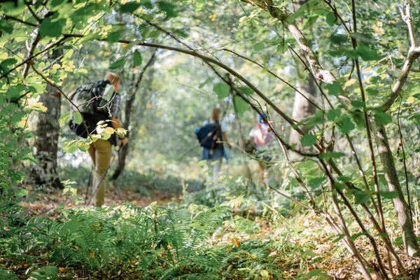 Gruppe von Freunden bei einer Wanderung mit Nordic-Stöcken im Wald — Stockfoto