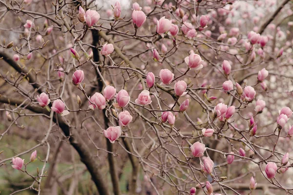 Geweldige Magnolia Bloemen Het Voorjaar Magnoliaboom Blauwe Hemelachtergrond Prachtige Magnolia — Stockfoto