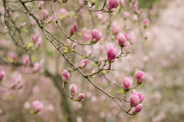 Geweldige Paarse Magnolia Bloemen Het Voorjaar Magnoliaboom Blauwe Hemelachtergrond Prachtige — Stockfoto