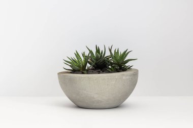 Beton tencerede kaktüsler. Haworthia izole bir arka plan üzerinde