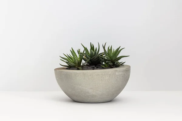 Cactus en una olla de hormigón. Haworthia en un contexto aislado — Foto de Stock