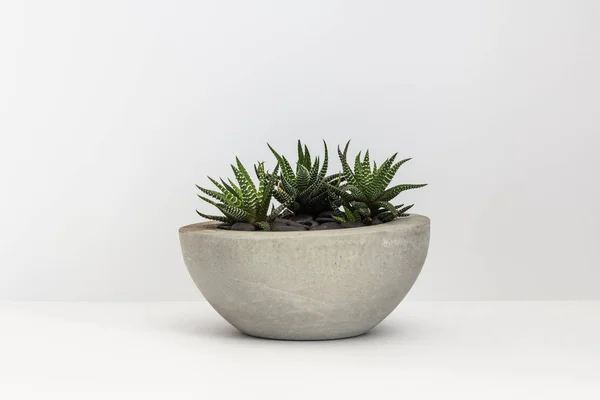 Kaktusar i en betong gryta. Haworthia på en isolerad bakgrund — Stockfoto