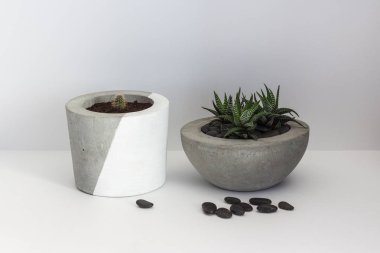 İzole beyaz çimento kaplarda iki kaktüs