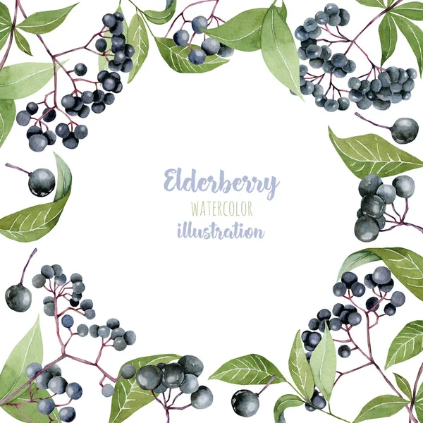 Card Template Watercolor Elderberry Branches Frame Border Background Hand Painted — Stock Photo, Image