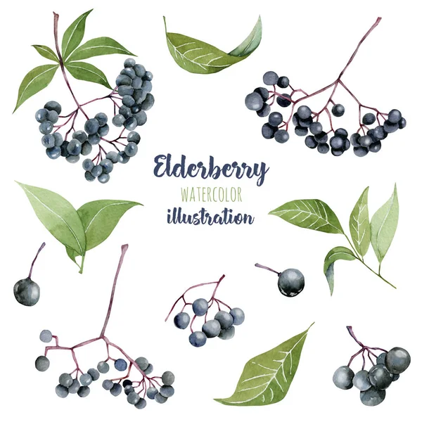 Collezione Illustrazione Acquerello Eldeberries Dipinta Mano Isolata Sfondo Bianco — Foto Stock