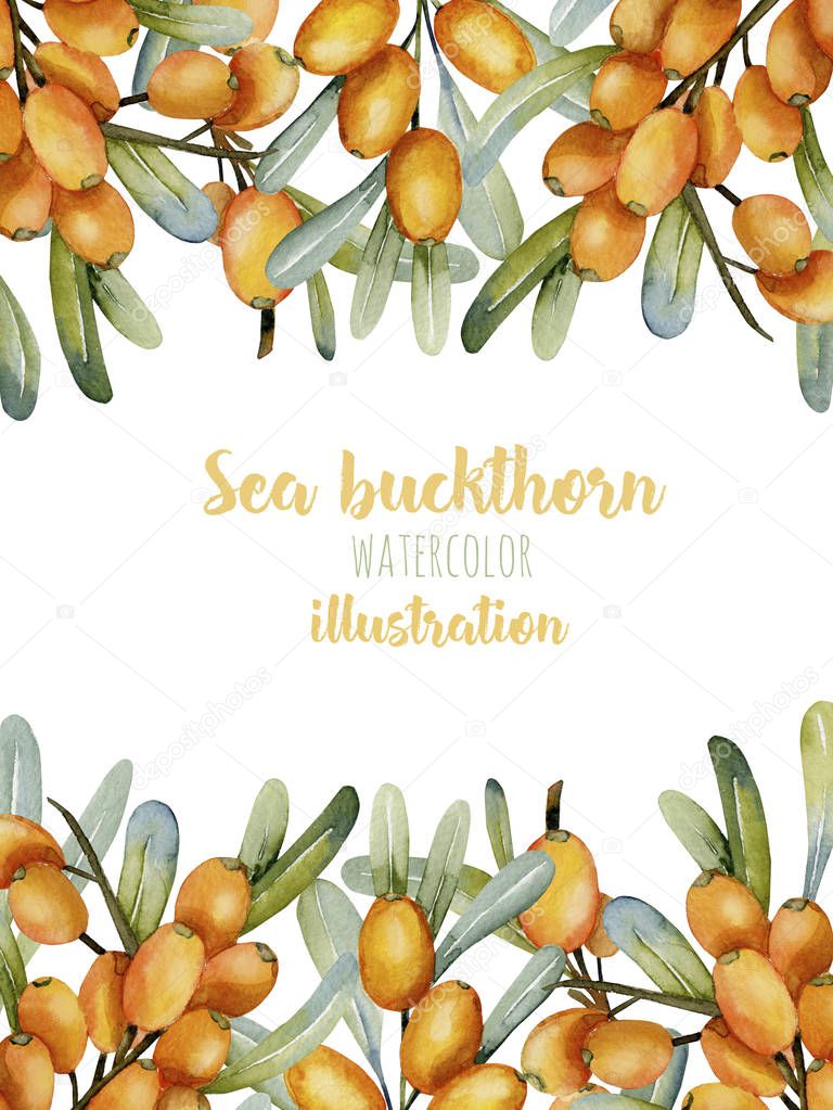 Card template with watercolor sea buckthorn branches, frame border background, hand painted on a white background