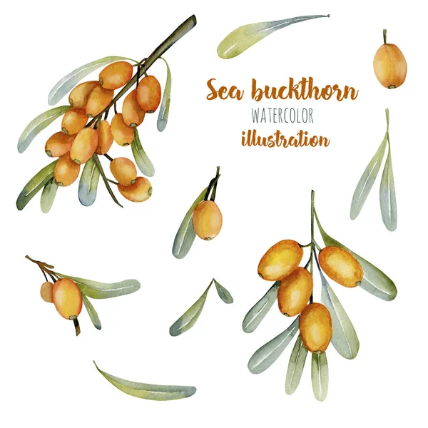 Watercolor sea buckthorn berries illustration collection, hand painted isolated on a white background