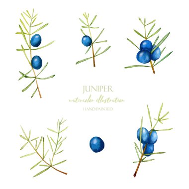 Suluboya ardıç dalları illüstrasyon koleksiyonu, el boyalı izole beyaz bir arka plan üzerinde