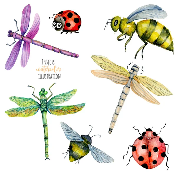 Watercolor Colorful Dragonflies Bees Ladybugs Illustration Hand Painted Isolated White — Stock Photo, Image