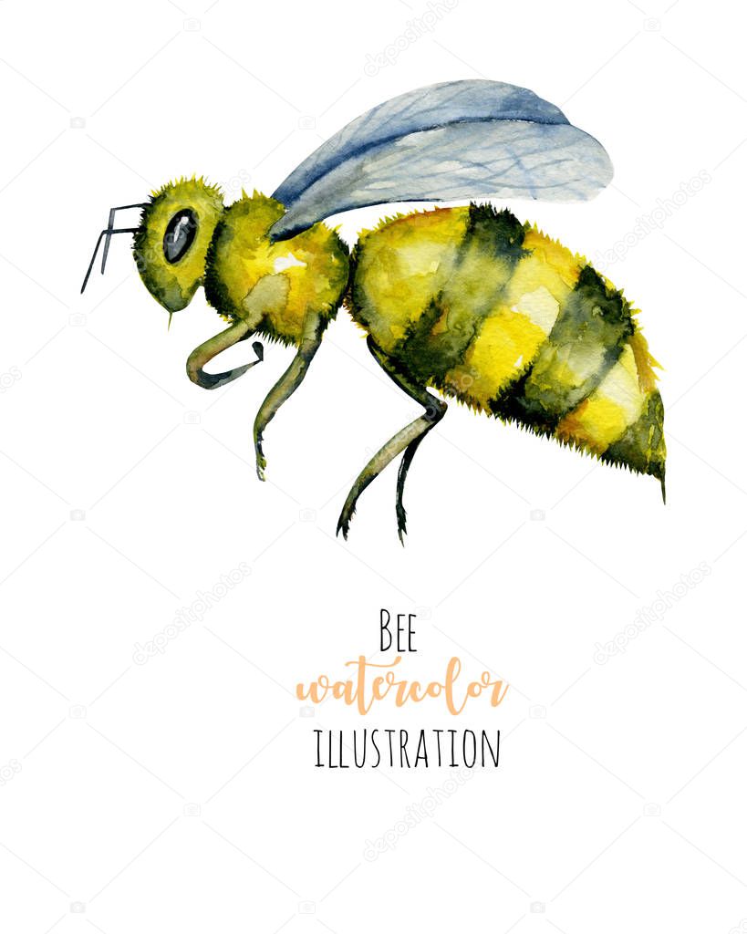 Watercolor bee illustration, hand painted isolated on a white background