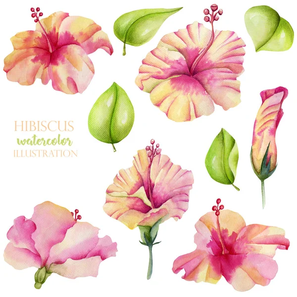 Akvarell Hibiscus Blommor Och Lämnar Samlingen Handmålade Isolerade Vit Bakgrund — Stockfoto