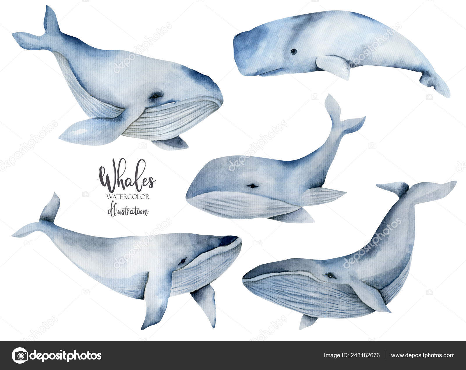 水彩クジラ写真素材 ロイヤリティフリー水彩クジラ画像 Depositphotos 水彩クジラ写真素材 ロイヤリティフリー水彩クジラ画像 Depositphotos