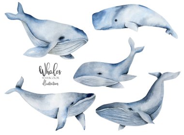 Watercolor whales illustration, hand painted collection, isolated on a white background clipart