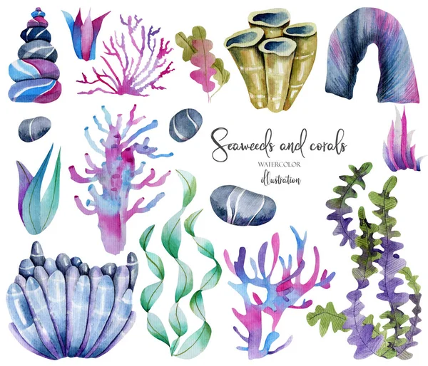 Watercolor Seaweeds Sea Stones Colllection Hand Painted Isolated White Background — Stock Photo, Image