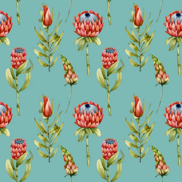 Akwarela Kwiatów Protea Zielonymi Gałązkami Liśćmi Wzór Ręcznie Malowane Niebieskim — Zdjęcie stockowe