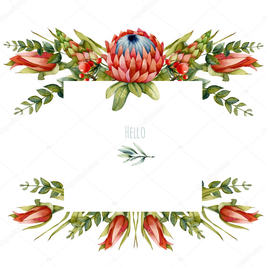 Floral frame with watercolor red protea flower and green branches, hand painted on a white background, bridal graphics etc