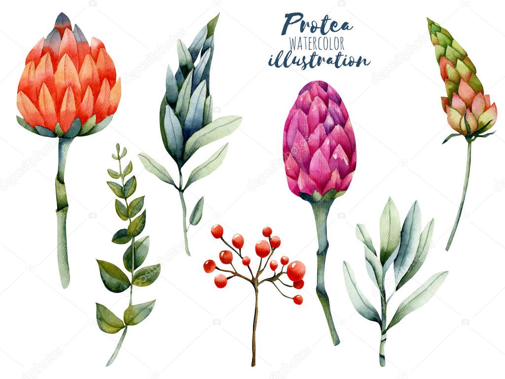 Collection of isolated watercolor protea, red berries and green branches, hand painted illustration on a white background