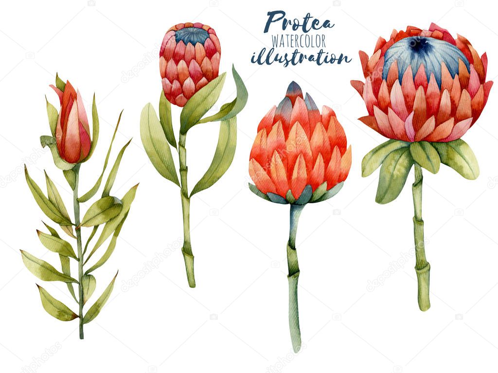 Collection of isolated watercolor flourishing protea, hand painted illustration on a white background