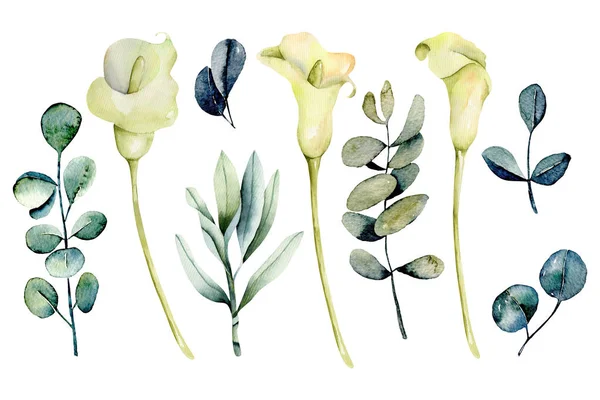 Coleção Aquarela Isolada Flores Calos Brancos Ramos Eucalipto Ilustração Pintada — Fotografia de Stock