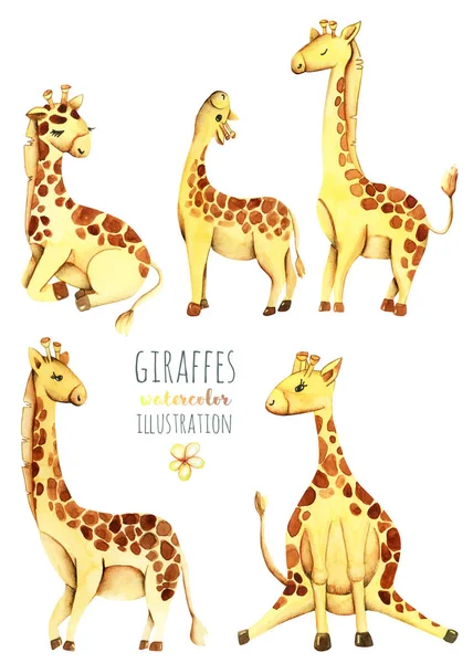 Collection, set of watercolor cute giraffes illustrations, hand drawn isolated on a white background