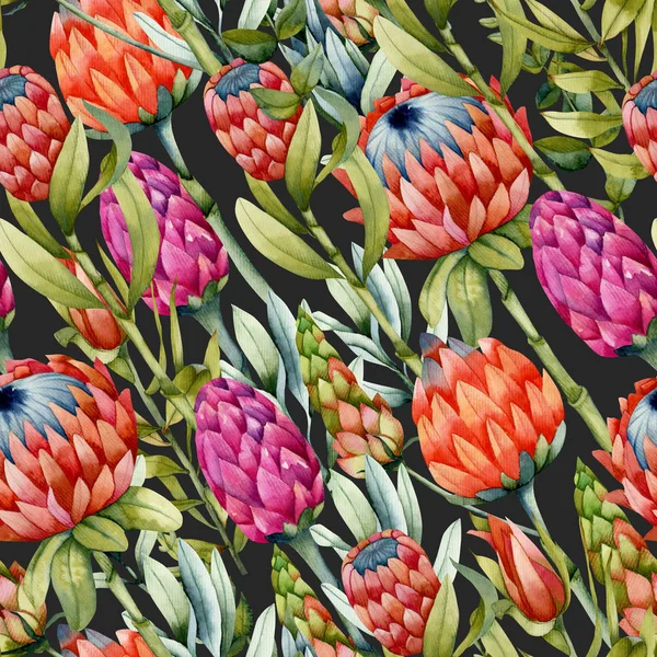 Akwarela Kwiaty Protea Bezszwowe Wzór Ręcznie Malowane Ciemnym Tle — Zdjęcie stockowe
