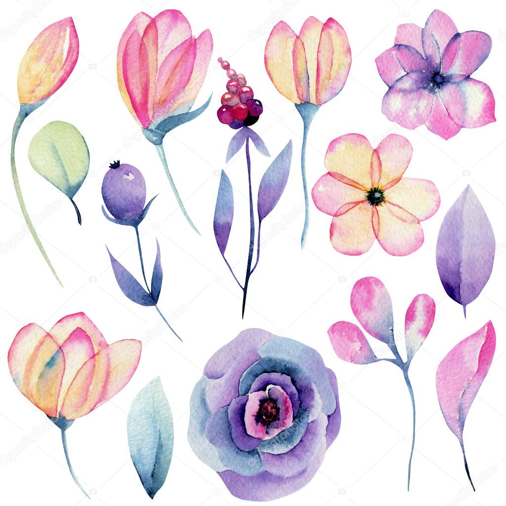 Collection of isolated watercolor pink and purple flowers, hand painted illustration on a white background