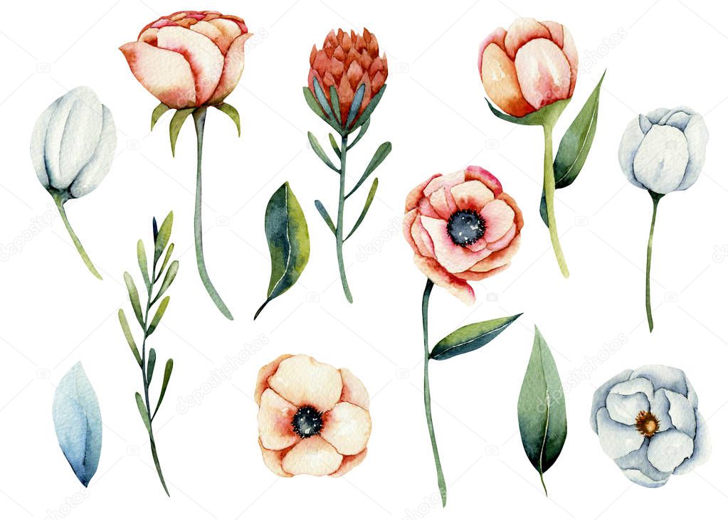 Collection of isolated watercolor white and coral anemone and protea flowers, hand painted illustration on a white background
