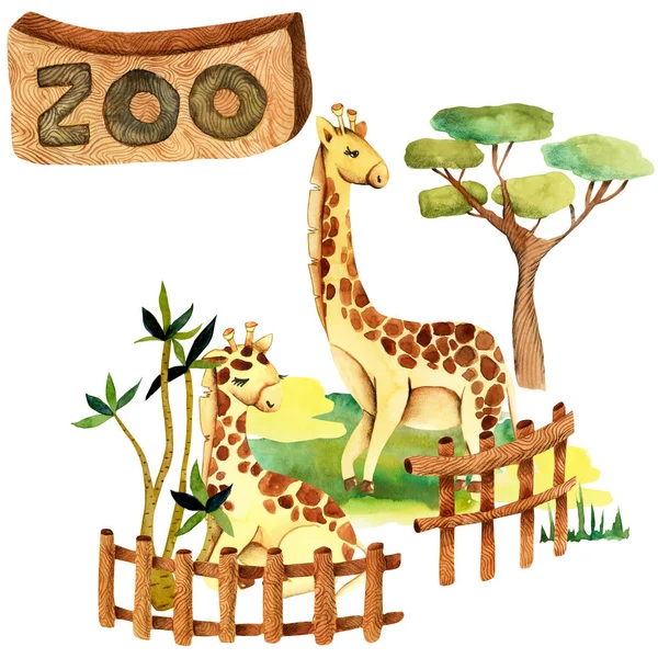 Illustrazione Acquerello Delle Giraffe Allo Zoo Scena Isolata Disegnata Mano — Foto Stock